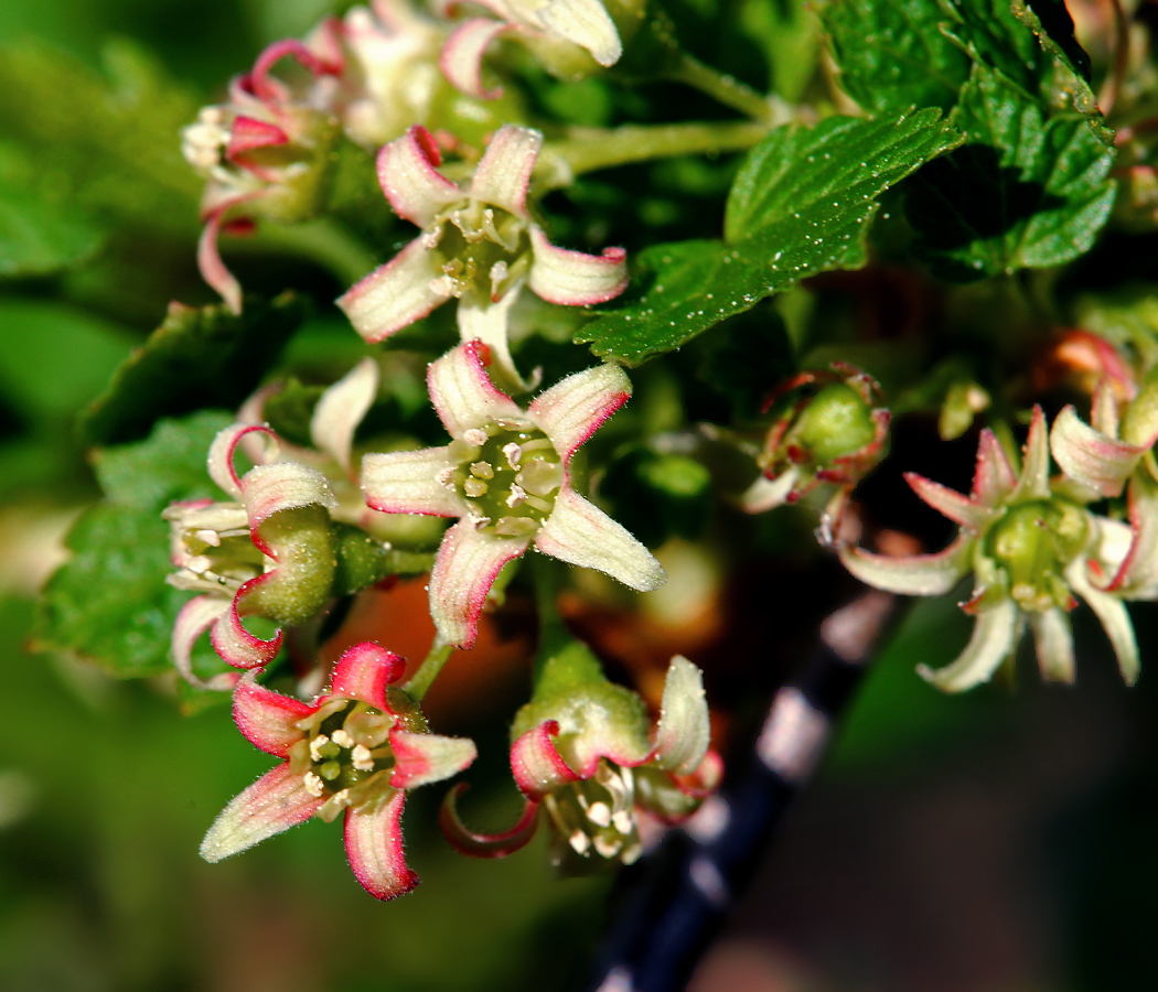 Plant Image
